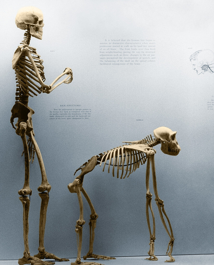 Gorilla and Human Skeletons