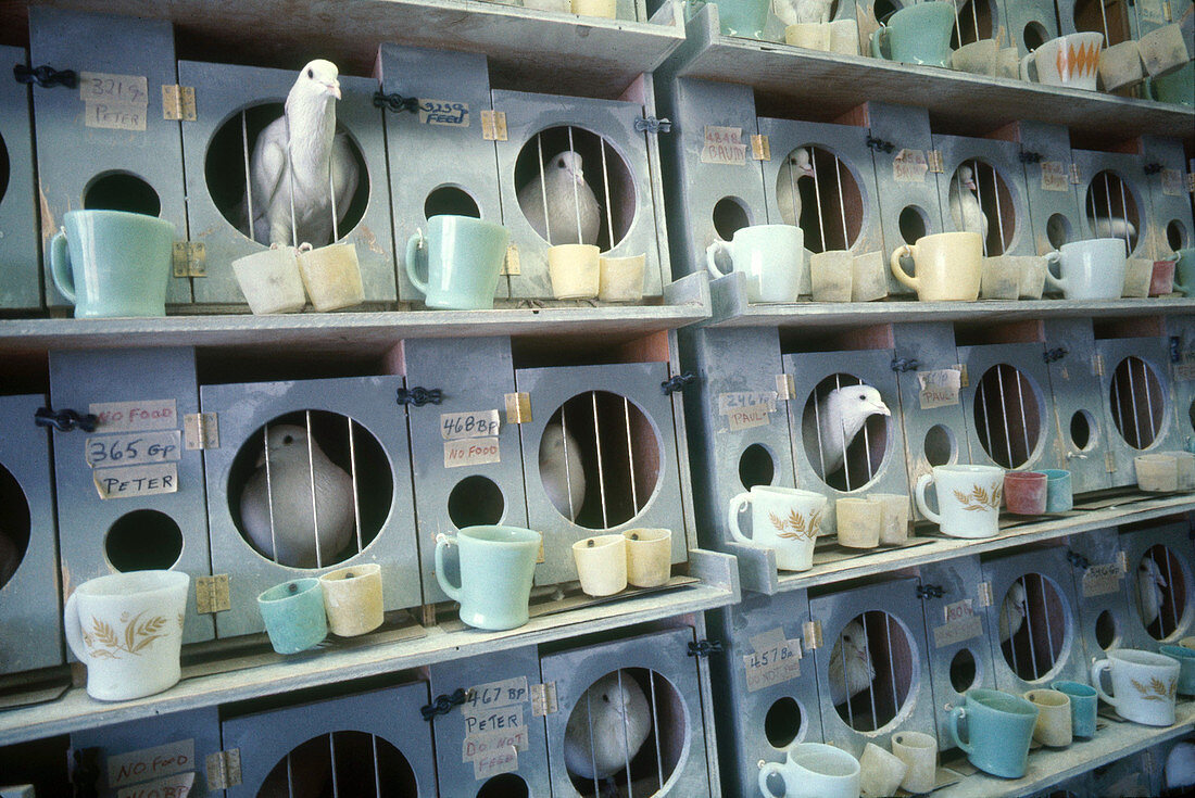 Pigeons in Research Lab