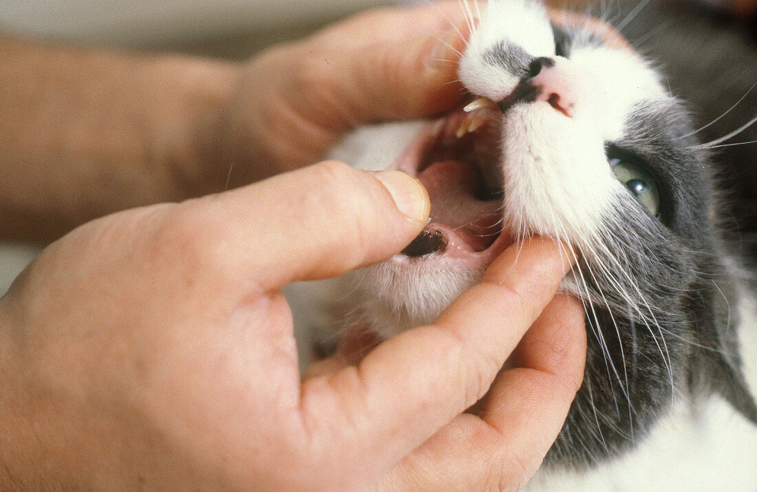 Vet Examining Cat