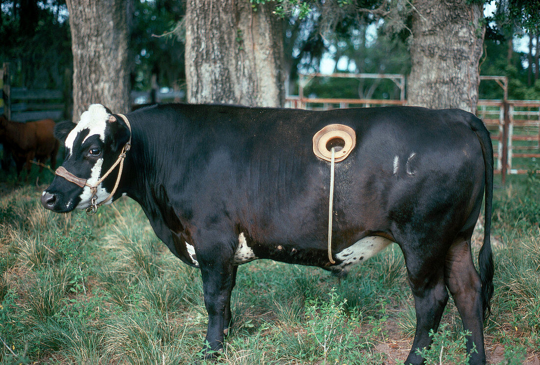 Cattle With Rumen Fistulas