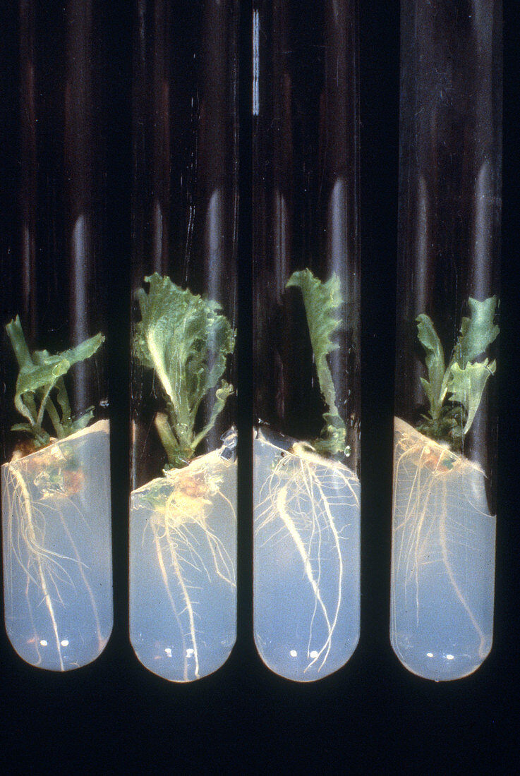 Lettuce from Plant Protoplasts