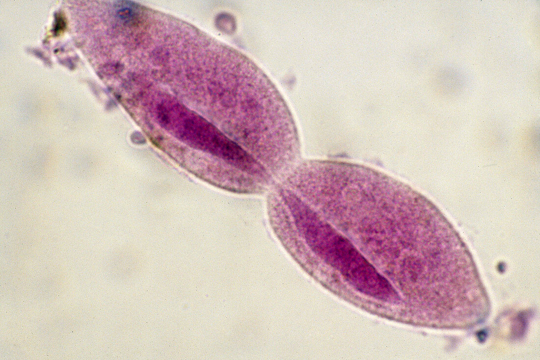 Paramecium