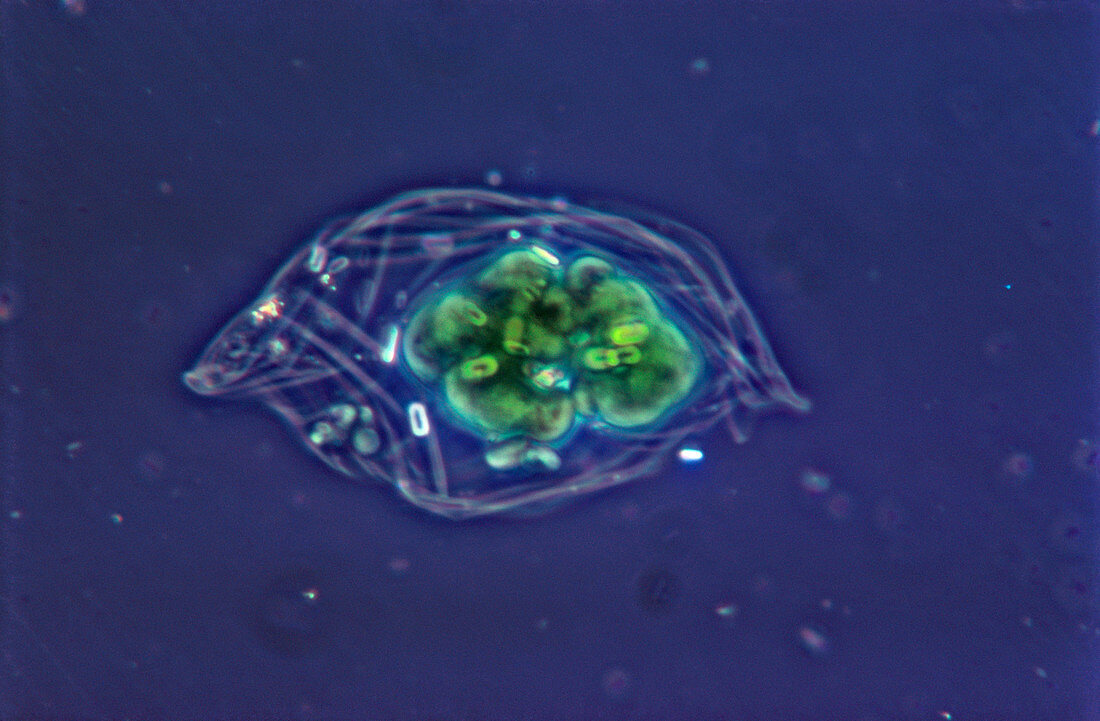 Euglena viridis,LM