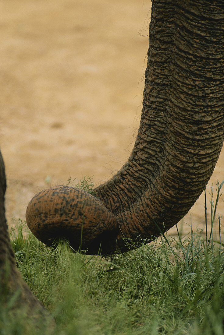 Indian Elephant Trunk