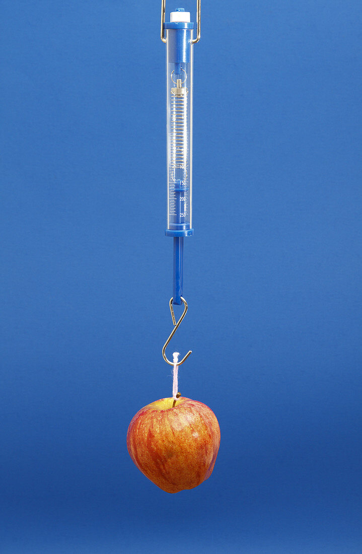 Hooke's Law to Measuring Weight