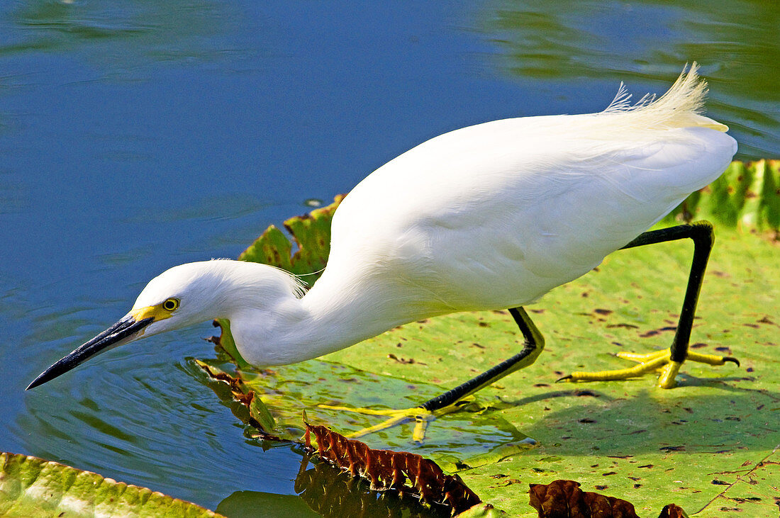 Snowy Egret