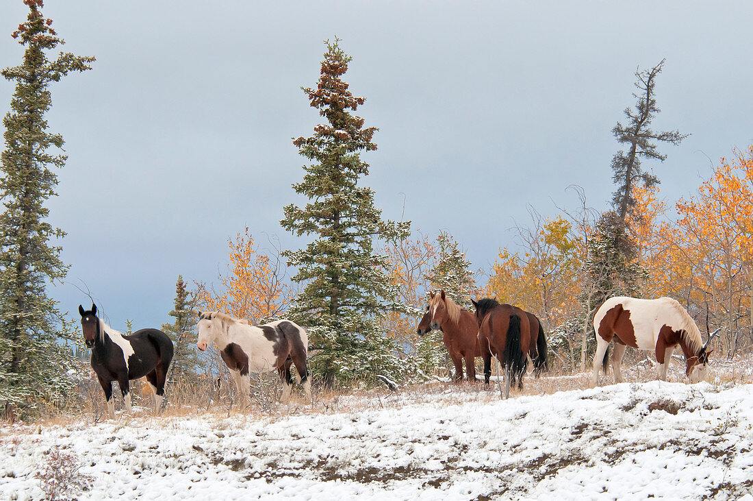 Horses in Snow,Yukon,Canada