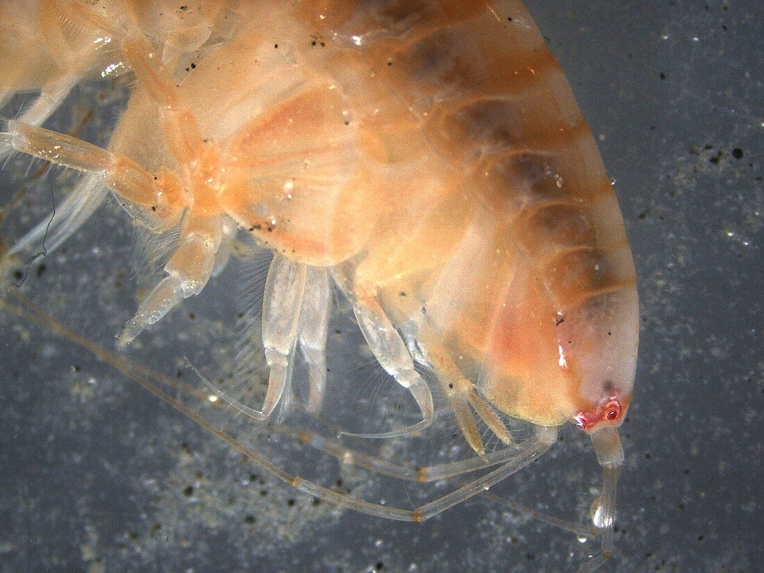Benthic Amphipod