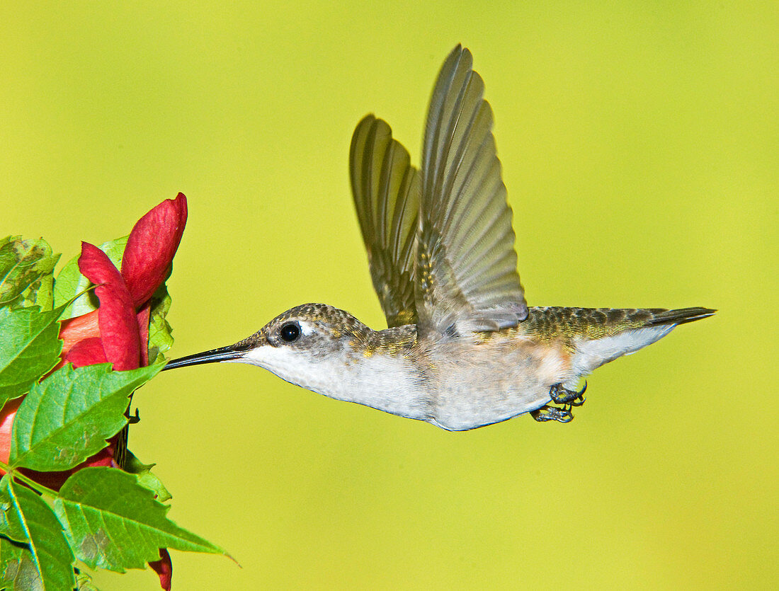 Ruby-Throated Hummingbird (Female)