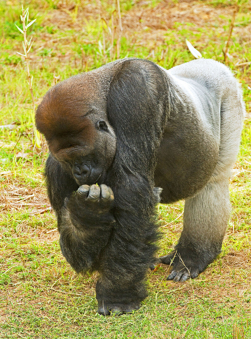 Western Lowland Gorilla (Male)