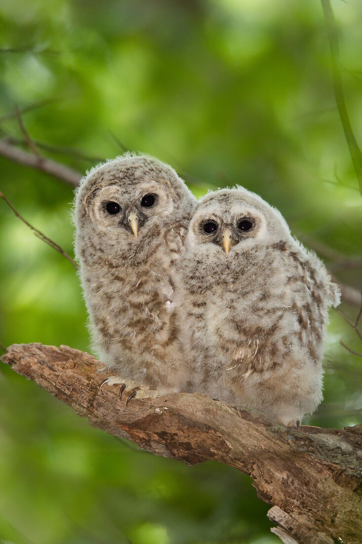 Barred Owl owlets