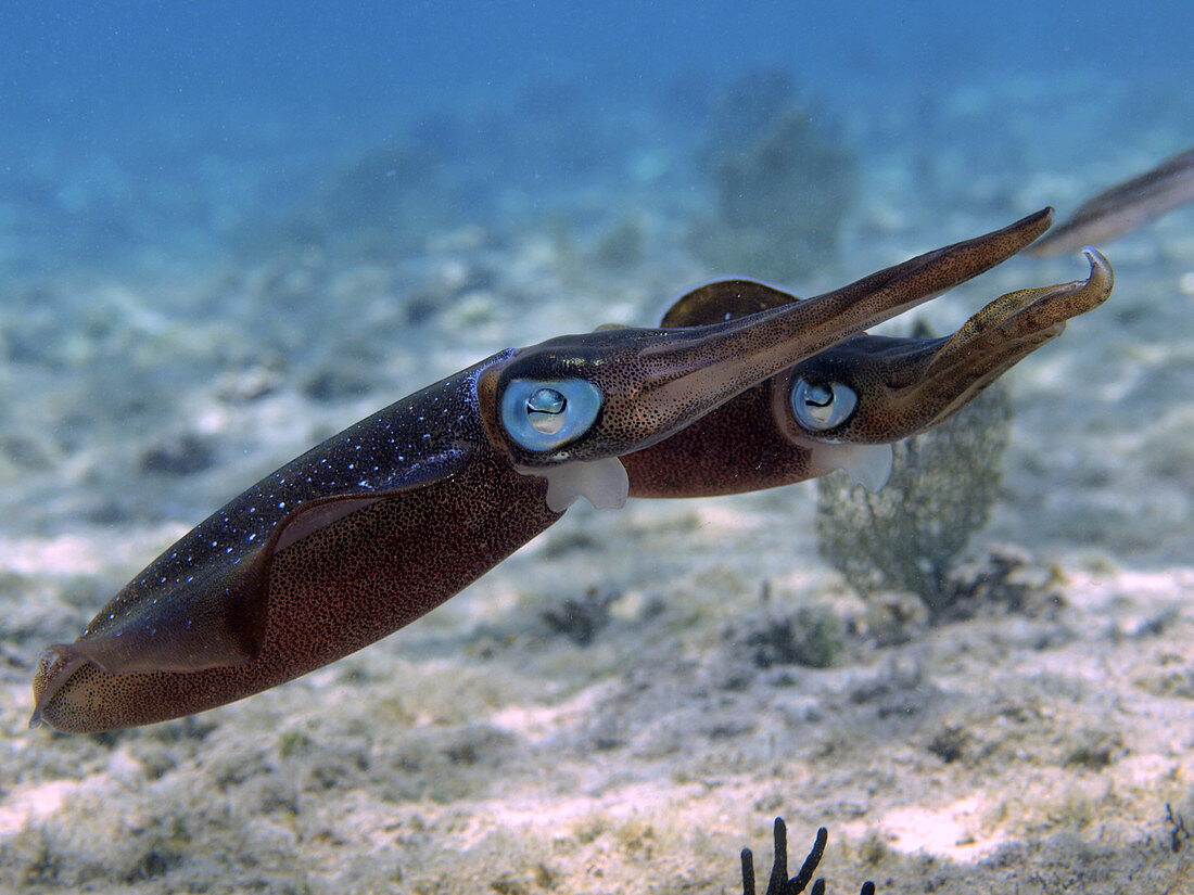 Caribbean Reef Squid