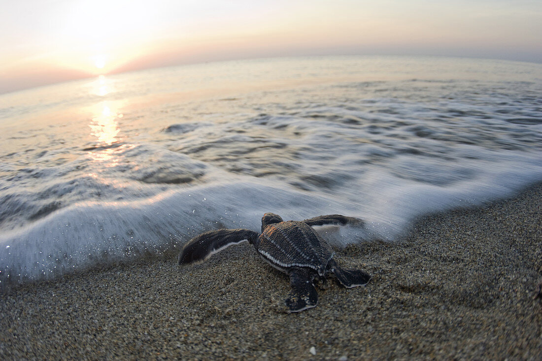Turtle Hatchling Enters Sea