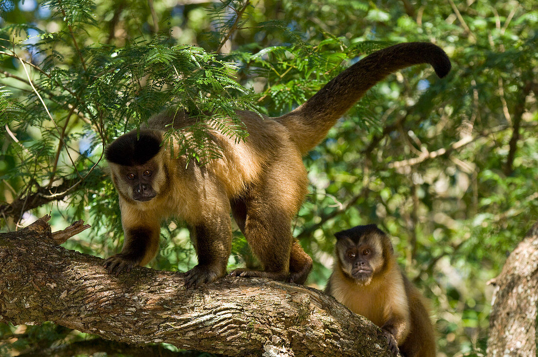 Capuchin Monkeys