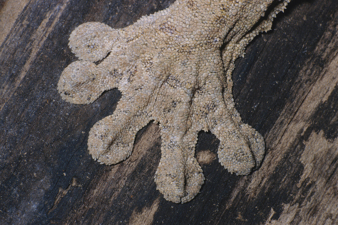 Leaf-tailed Gecko Foot