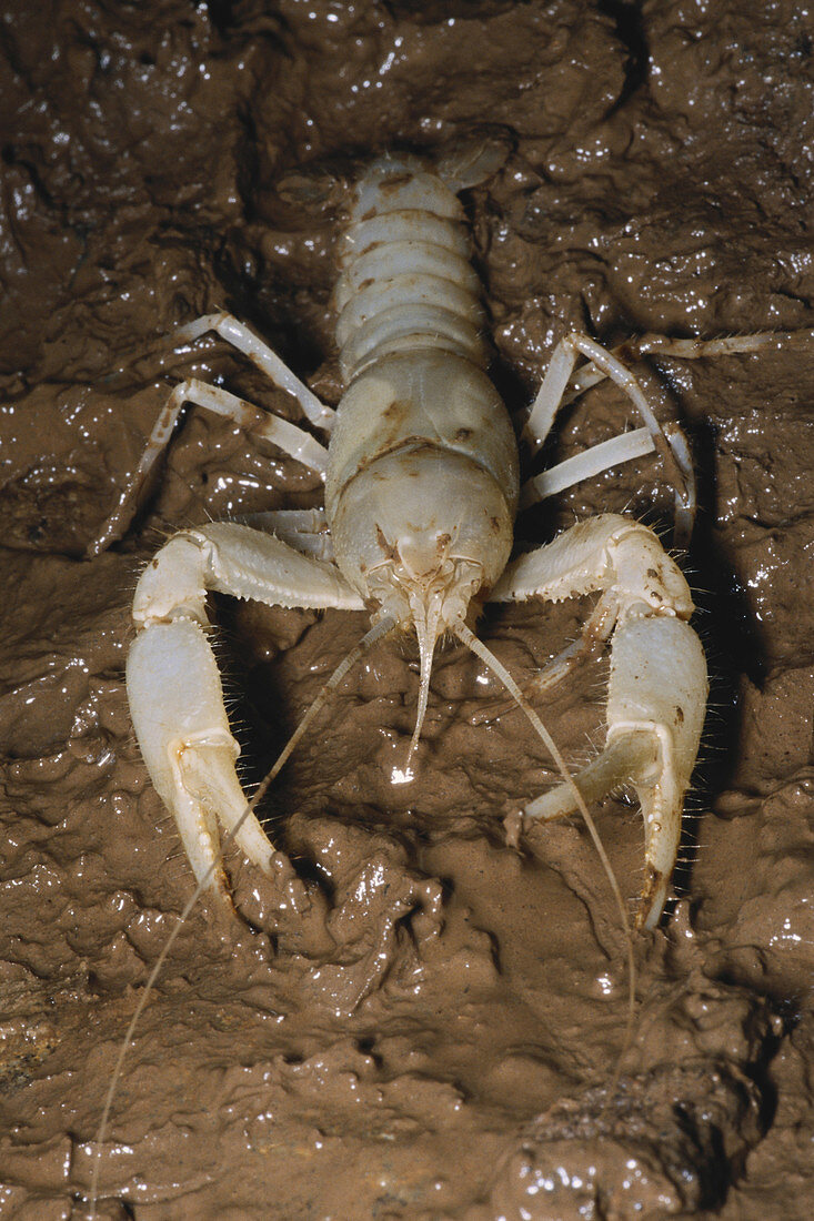 Cave Crayfish