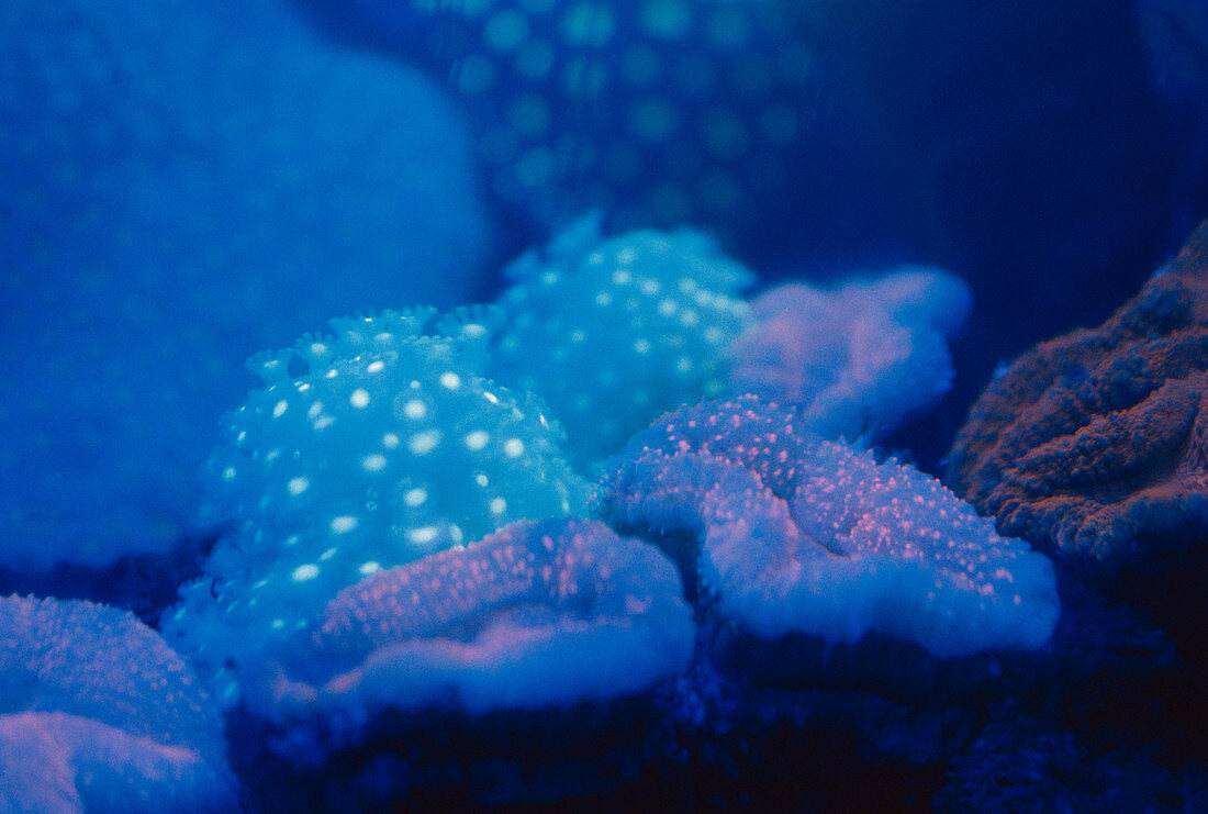 Fluorescent Coral