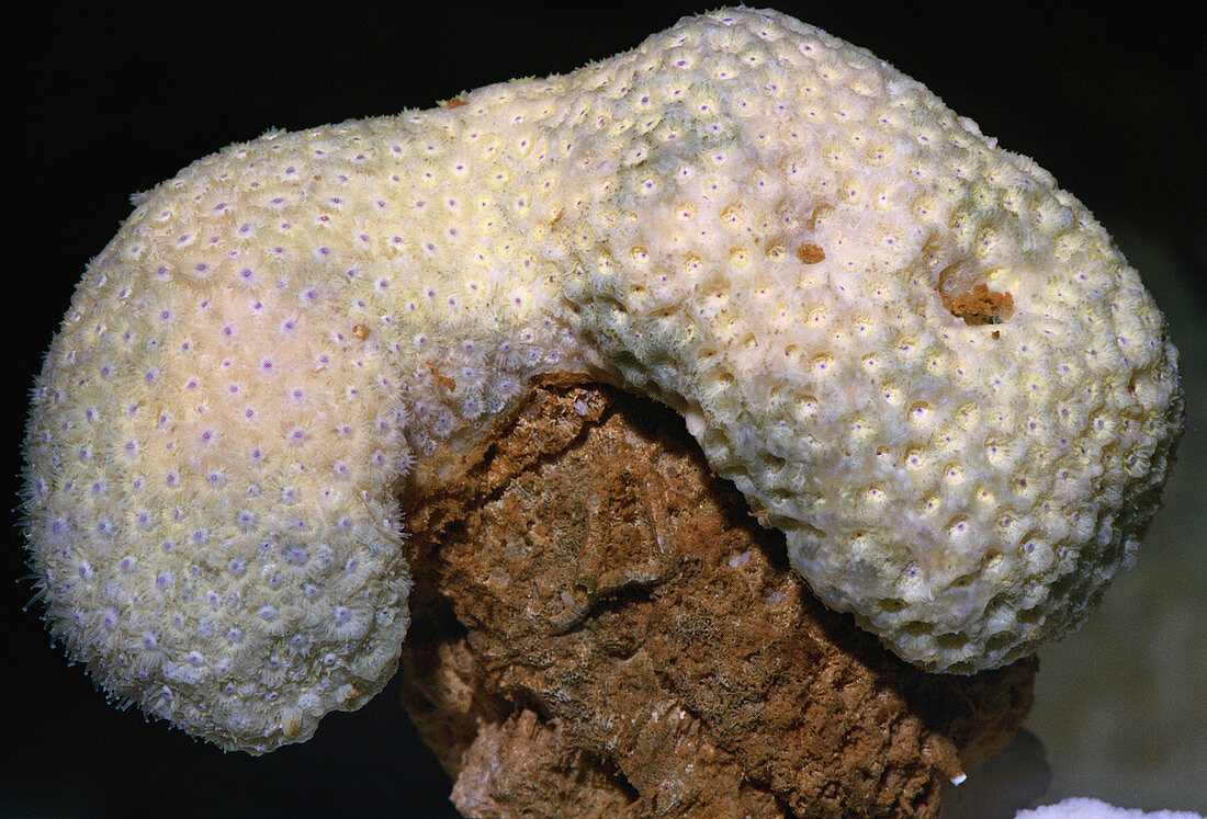 Stony Coral in Daylight