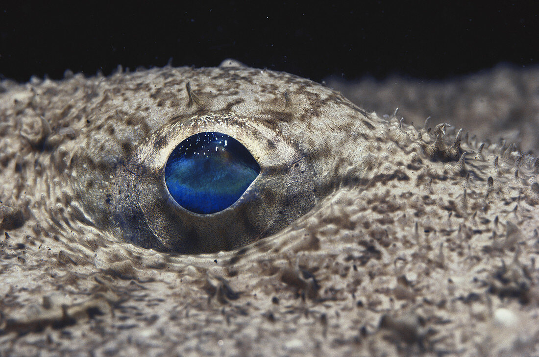 Goosefish Eye