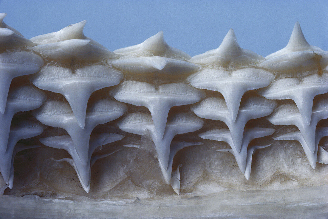 Gray Reef Shark Teeth