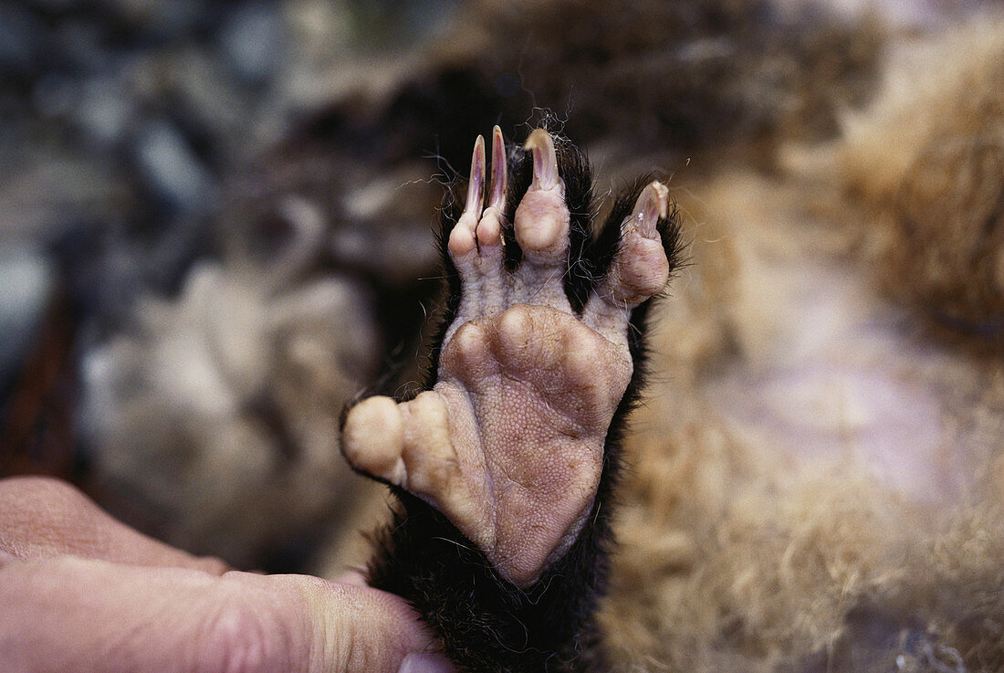 Opossum foot