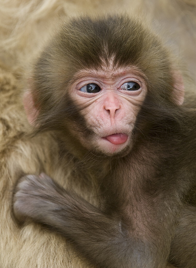 Baby Snow Monkey,Japan