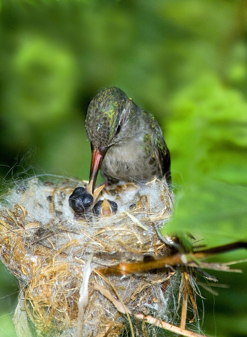 Broad-billed Hummingbird and Young
