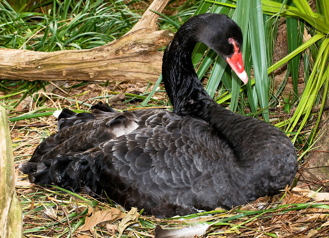 Black Swan at Nest