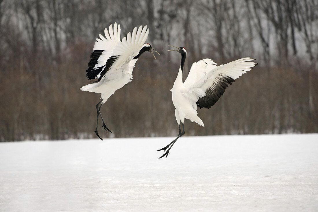 Red-crowned Cranes Courting