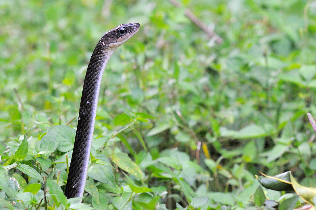 White-bellied rat snake