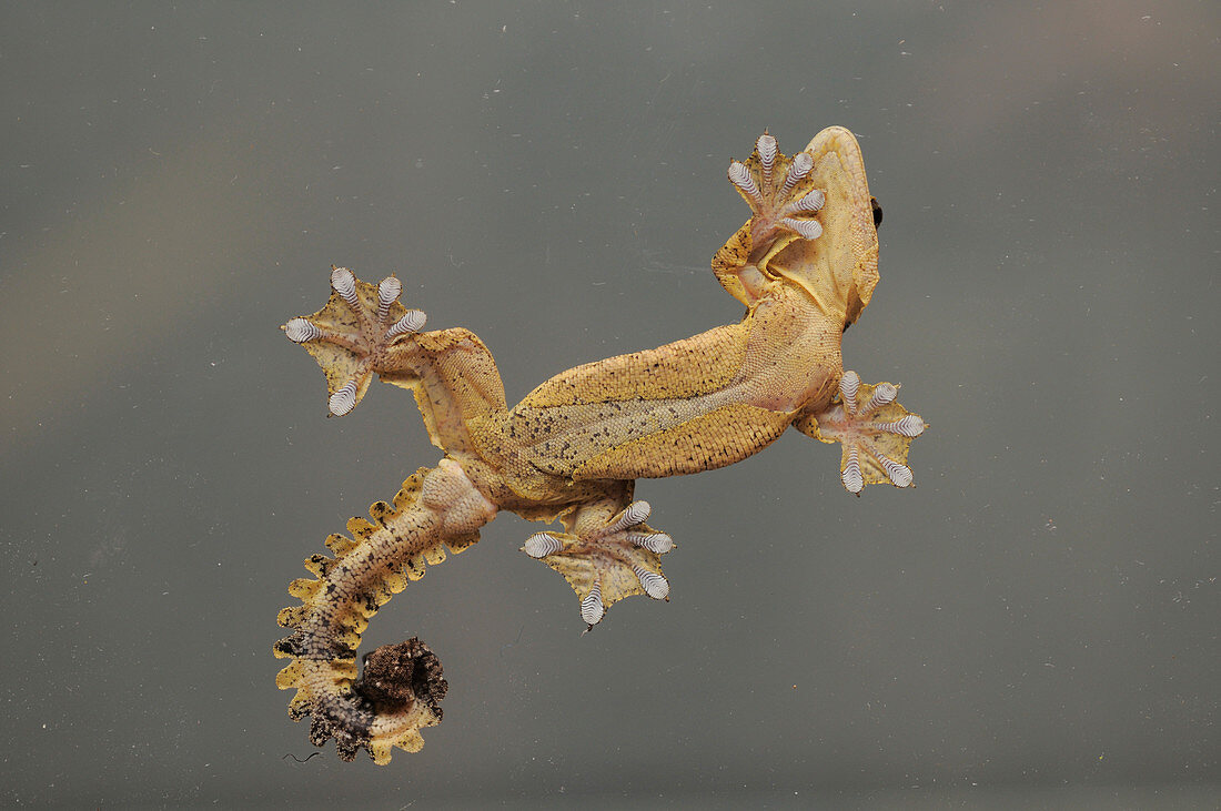 Kuhl's Flying Gecko