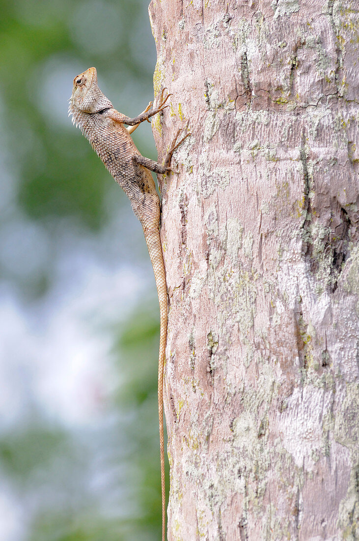 Garden Lizard