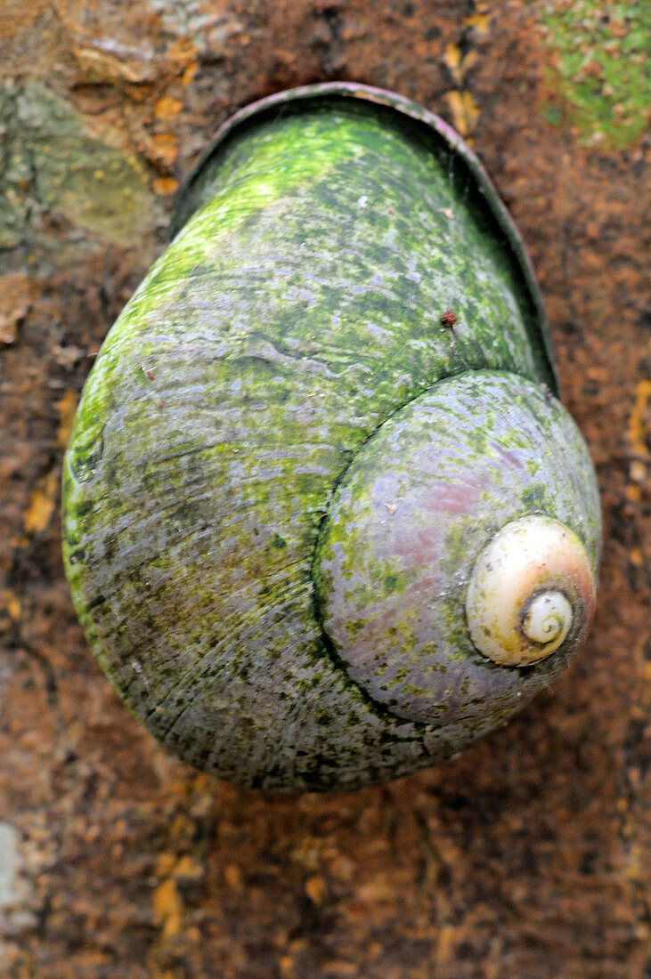 Endemic land snail