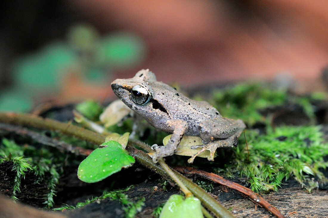 Leaf-dwelling shrub frog