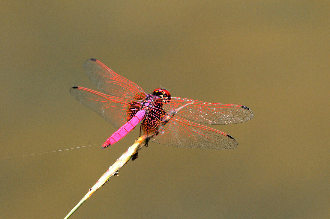 Crimson Dropwing dragonfly