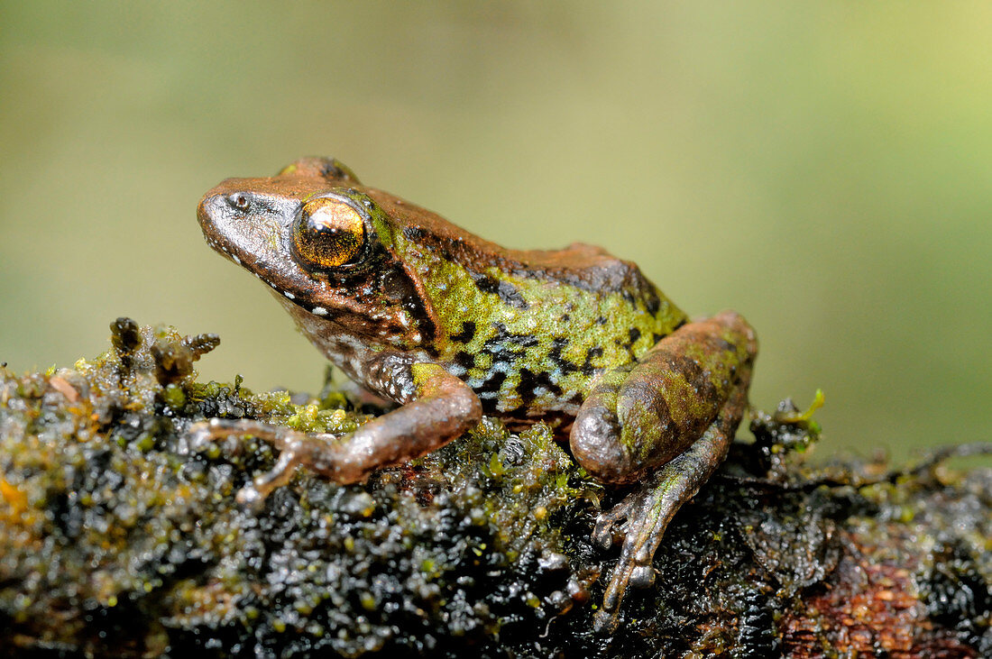 Small-eared shrub frog