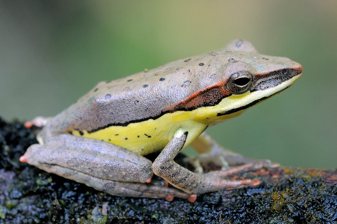 Montane hour-glass tree frog