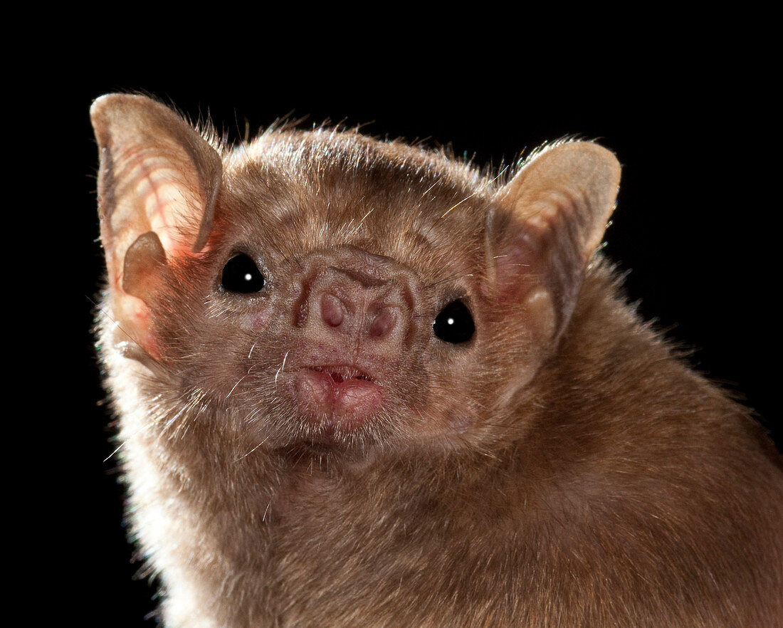 White-winged vampire bat