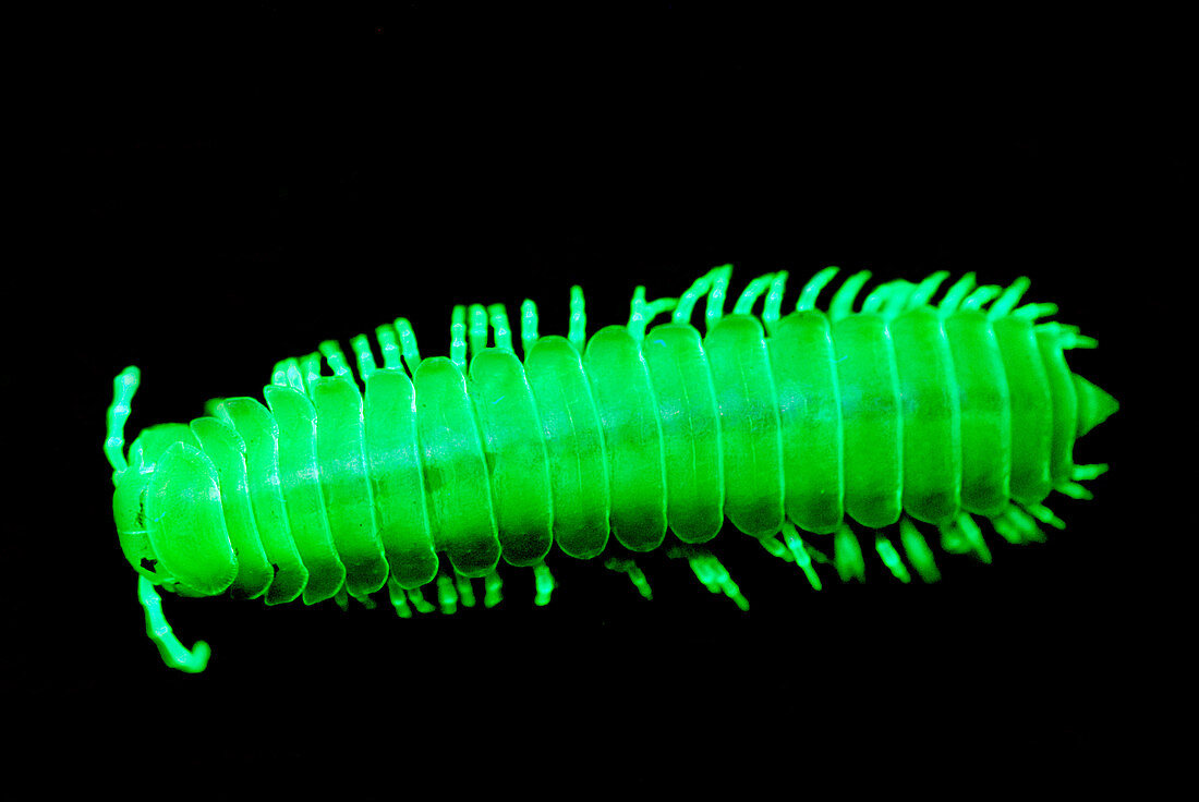 Fluorescent Millipede