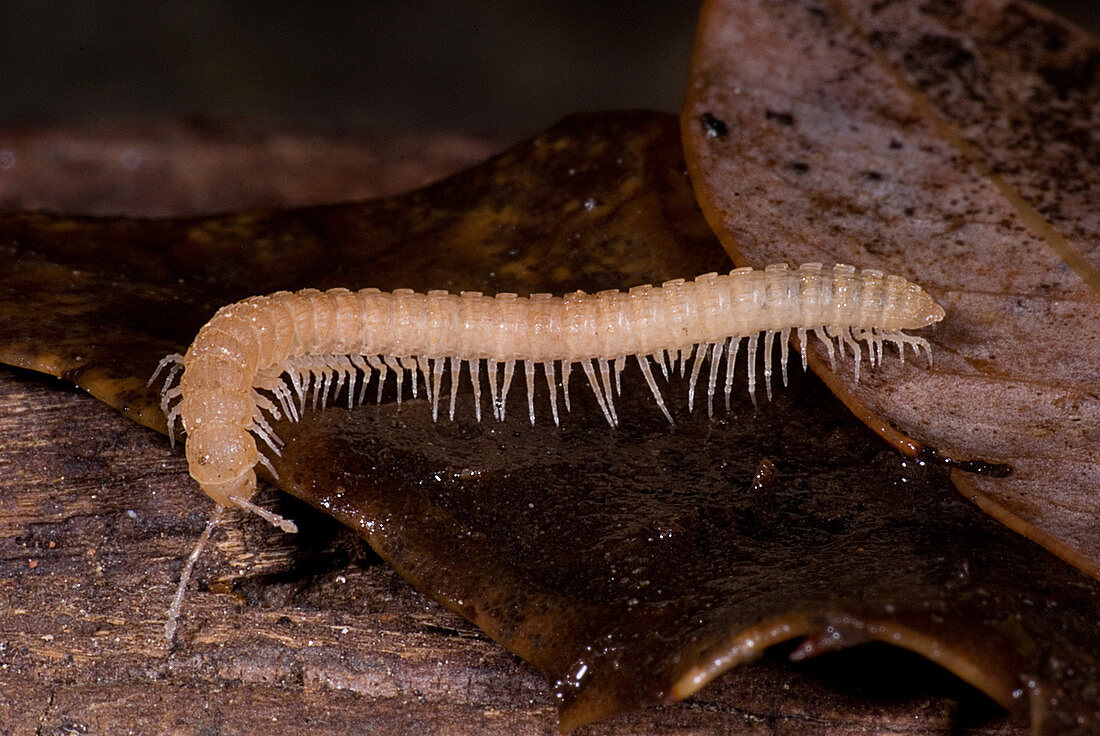 Subterranean millipede