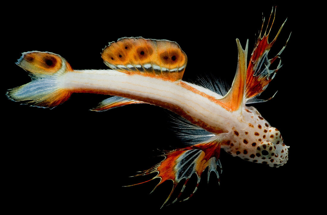Spikefin Goby