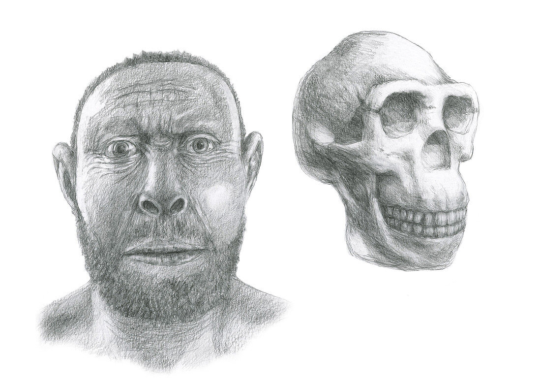 Homo erectus head reconstruction