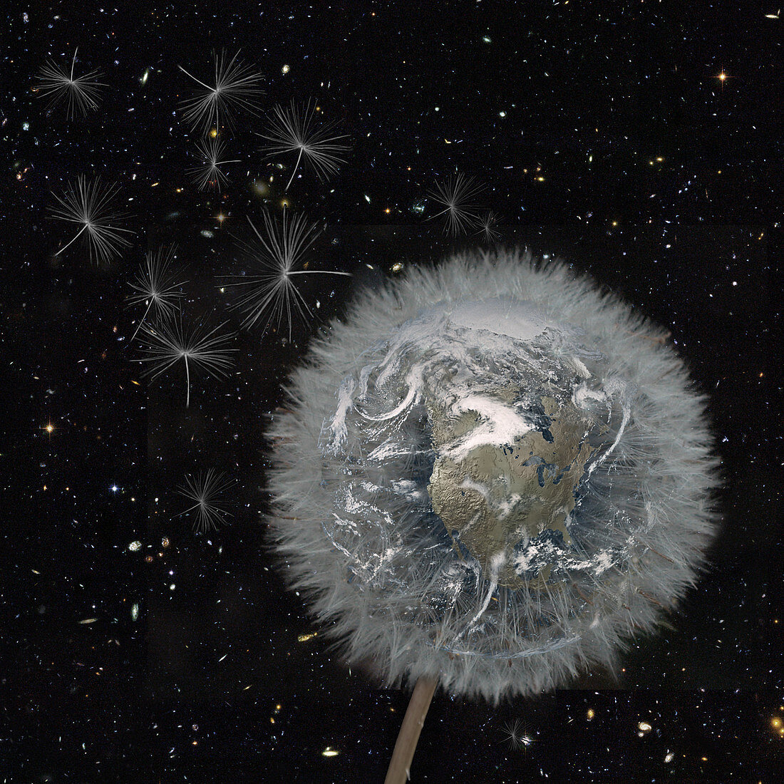 Dandelion Earth