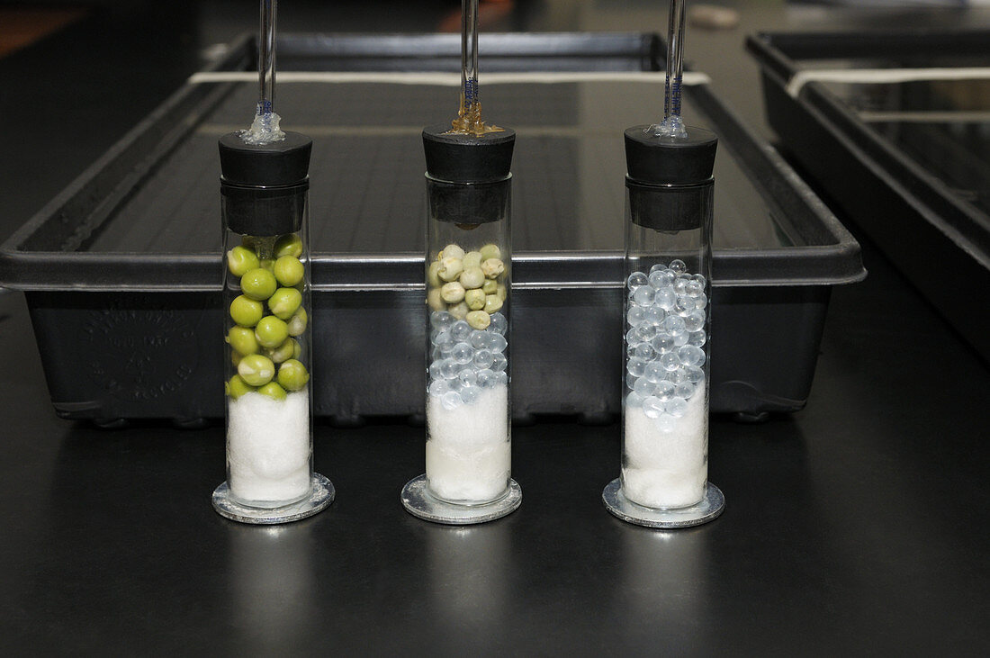 Respiration experiment