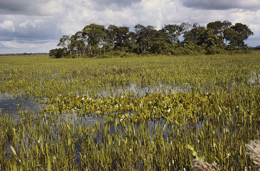 Pantanal,Brazil