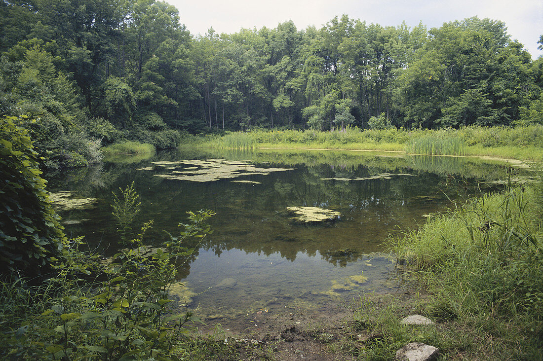 Pennsylvania Pond