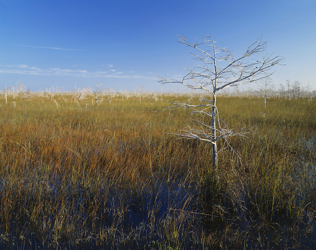 Everglades Sawgrass Prairie