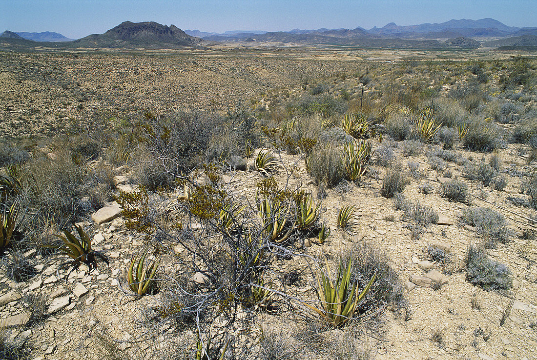 Chihuahuan Desert,Texas,USA