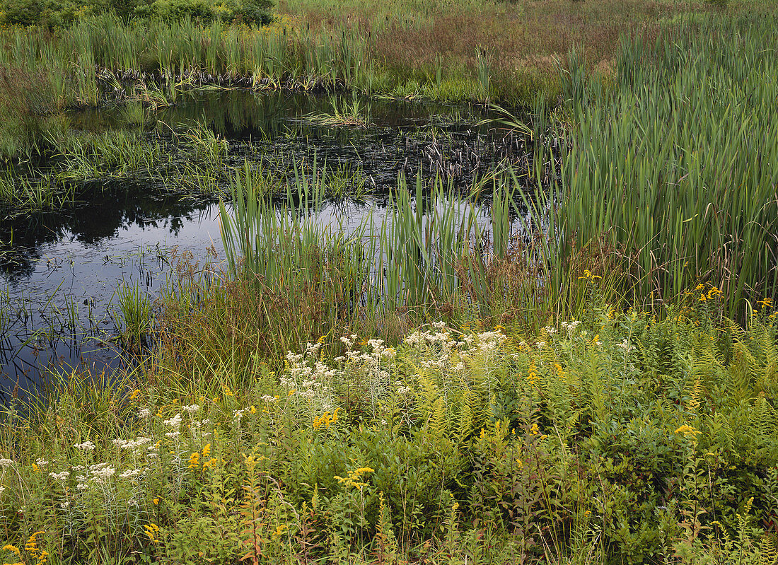 Wetland Meadow