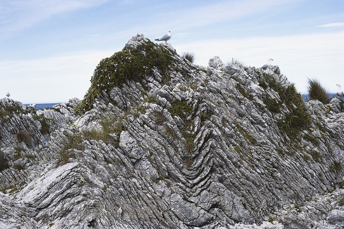 Folded Limestone,New Zealand